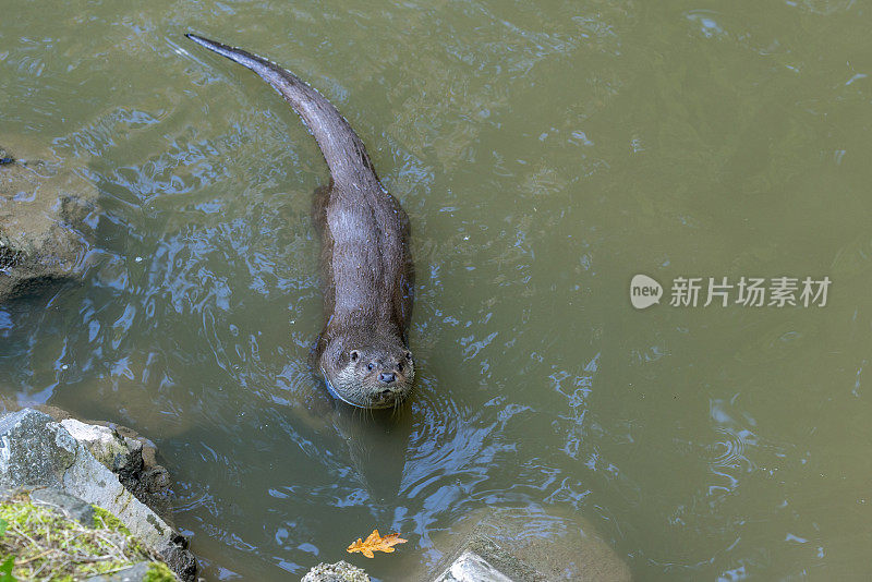 欧洲水獭(Lutra Lutra)